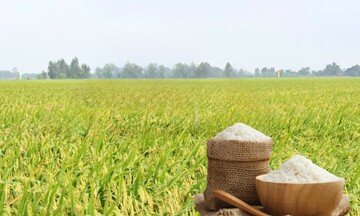 Giá lúa gạo hôm nay ngày 22/5/2026: Gạo xuất khẩu  tăng