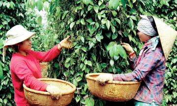 Giá tiêu hôm nay 23/5/2026: Nối dài chuỗi ngày đi ngang