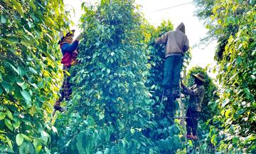 Giá tiêu hôm nay 24/5/2026: Phiên cuối tuần 'lặng sóng'