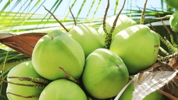 Nắng nóng, dừa tươi tăng giá vẫn đắt khách
