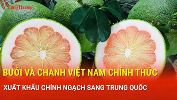  Bưởi, chanh Việt Nam chính thức xuất khẩu chính ngạch sang Trung Quốc