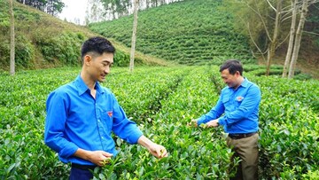 Ứng dụng công nghệ số, nâng tầm thương hiệu chè Thái Nguyên