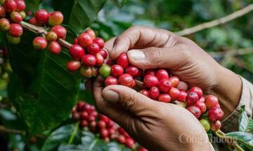 Giá cà phê hôm nay 27/5/2026: Tăng nhẹ 700 đồng/kg
