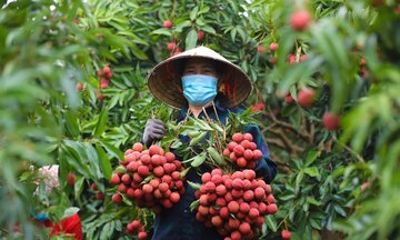 Bộ Công Thương vào cuộc hỗ trợ tiêu thụ, xuất khẩu quả vải