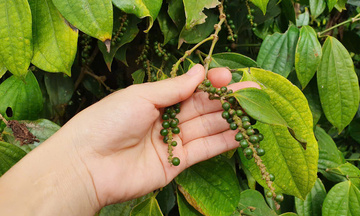 “Tấm hộ chiếu” đưa tiêu Tiên Phước vươn ra thị trường quốc tế