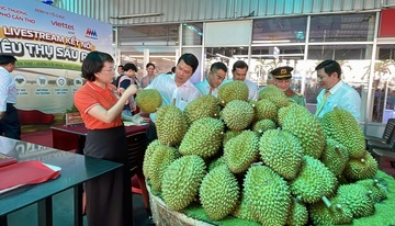 Cần Thơ mở tuần lễ cao điểm tiêu thụ sầu riêng, đẩy mạnh bán hàng số