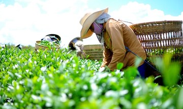 Xuất khẩu chè: Nâng cao năng lực cạnh tranh từ chiến lược dài hạn