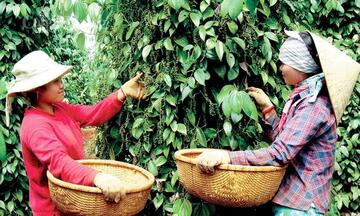 Giá tiêu hôm nay 4/6/2026: Thị trường trầm lắng