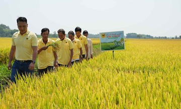 Đất khỏe hôm nay, mùa vàng ngày mai