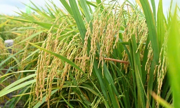 Giá lúa gạo hôm nay ngày 13/6: Gạo thơm Jasmine tăng 1.000 đồng/kg