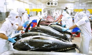 Cá ngừ Việt Nam 'tăng tốc' tại thị trường Ai Cập