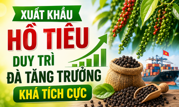 Infographic | Xuất khẩu hồ tiêu duy trì đà tăng trưởng tích cực