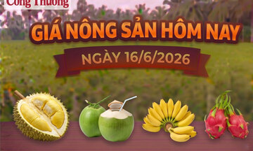 Giá nông sản hôm nay, ngày 16/6: Chuối ngự tiến vua được giá