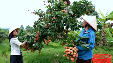 Bắc Ninh nâng tầm thương hiệu vải thiều bằng chất lượng và chuyển đổi số