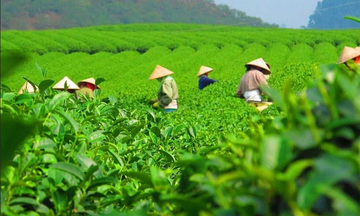 Giá chè xuất khẩu tăng gần 5%