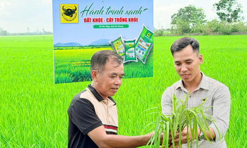 Lo từ gốc để cây lúa khỏe hơn