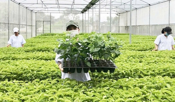 Quy định mới  về  xử phạt trong lĩnh vực trồng trọt, bảo vệ, kiểm dịch thực vật
