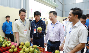Lai Châu: Ngày hội hái lê 'chốt' 5 tấn hàng trong 4 tiếng