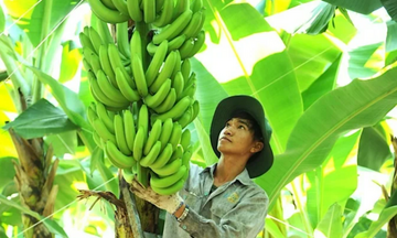 Muốn chinh phục Trung Quốc, nông sản phải đi bằng giá trị gia tăng