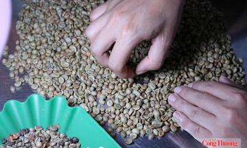 Giá cà phê hôm nay 26/6/2026: Dao động từ 89.000 - 89.400 đồng/kg