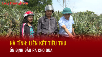 Hà Tĩnh: Liên kết tiêu thụ, ổn định đầu ra cho dứa