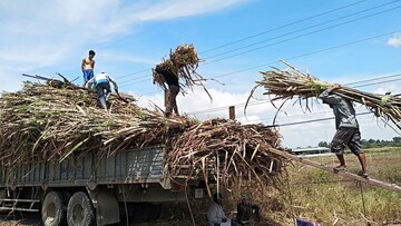 Bộ Công Thương công bố kết quả rà soát mới nhất về chống lẩn tránh đường mía