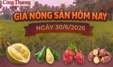 Giá nông sản hôm nay, ngày 30/6: Bơ 034 giảm mạnh