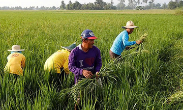 Philippines xem xét cấm nhập khẩu gạo tấm 5%