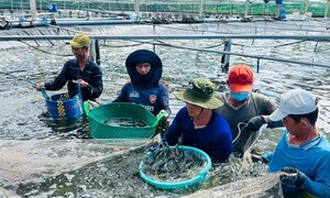 Công nghiệp, thương mại Cà Mau khởi sắc trong nửa đầu năm 2026