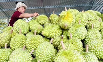Xuất khẩu nông, lâm, thủy sản: Tăng trưởng nhờ thích ứng thị trường