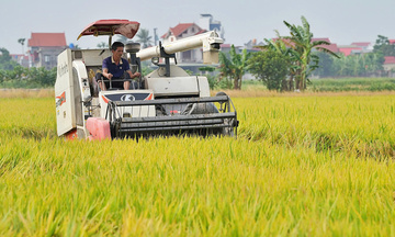 Xuất khẩu gạo nửa đầu năm 2026: Giữ nhịp tăng trưởng