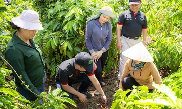 Nông nghiệp tái sinh đang thay đổi tích cực ngành cà phê Việt Nam