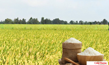 Giá lúa gạo hôm nay ngày 6/7/2026: Gạo OM 18 tăng 500 đồng/kg