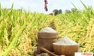 Giá lúa gạo hôm nay ngày 7/7/2026: Lúa tươi đồng loạt tăng
