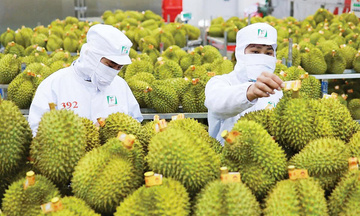 Doanh nghiệp rau quả nâng chuẩn để mở rộng thị trường xuất khẩu