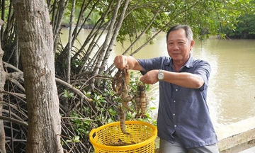 Nuôi tôm sinh thái dưới tán rừng: Hướng đi xanh cho kinh tế ven biển