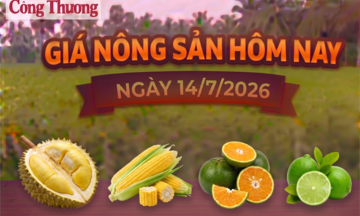 Giá nông sản hôm nay, ngày 14/7: Giá cam sành tăng mạnh 