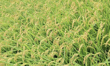31 triệu USD mở rộng canh tác lúa bền vững Đông Nam Á