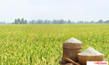 Giá lúa gạo hôm nay ngày 15/7/2026: Gạo nguyên liệu xuất khẩu tăng nhẹ