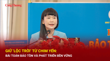 Giữ 'lộc trời' từ chim Yến: Bài toán bảo tồn và phát triển bền vững