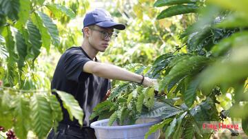 Giá cà phê hôm nay 17/7/2026: Quay đầu giảm mạnh hơn 2.000 đồng/kg