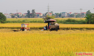 Cuộc 'cách mạng xanh' trên cánh đồng