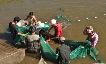 Chuyển dịch cơ cấu cây trồng nâng cao sinh kế cho nhà nông
