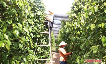Giá tiêu hôm nay 20/7/2026: Ổn định phiên đầu tuần