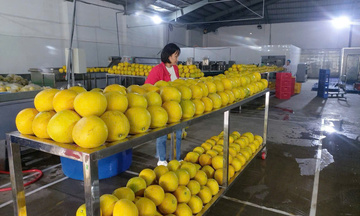 Chương trình OCOP 'mở đường' cho nông sản chinh phục thị trường