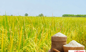 Giá lúa gạo hôm nay ngày 21/7/2026: Gạo xuất khẩu tăng mạnh