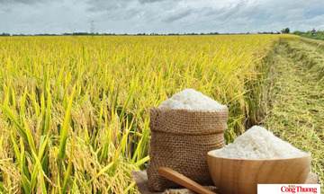 Giá lúa gạo hôm nay ngày 22/7/2026: Gạo xuất khẩu tiếp đà tăng