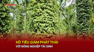 Hồ tiêu giảm phát thải với nông nghiệp tái sinh