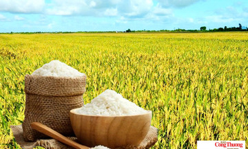 Giá lúa gạo hôm nay ngày 27/7/2026: Tấm thơm tăng nhẹ