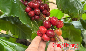 Giá cà phê hôm nay 28/7/2026: Tăng nhẹ 500 - 600 đồng/kg